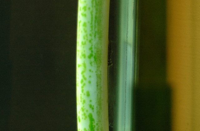 Photo by 牙牙拔拔